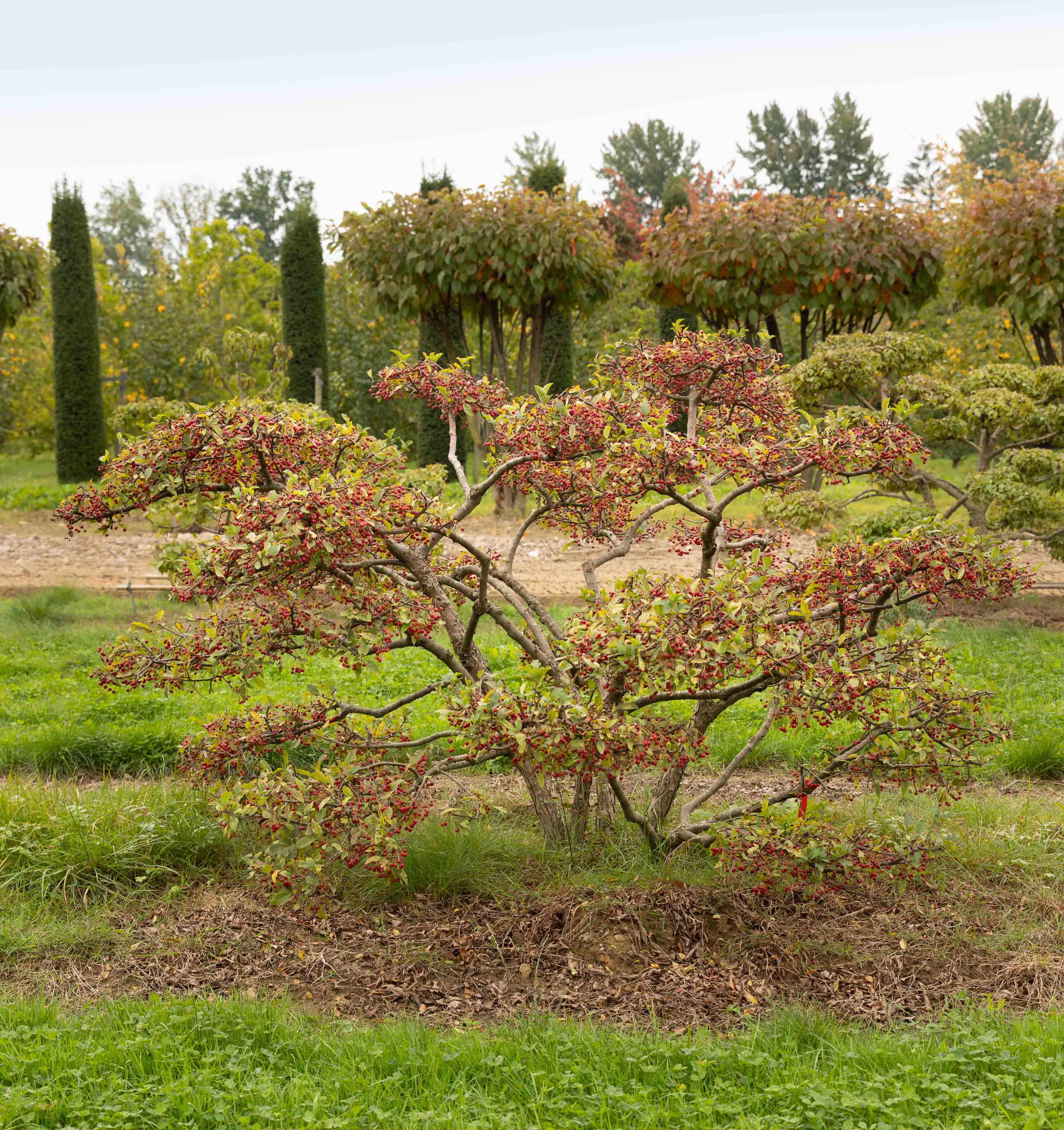 Malus toringo sargentii 'Elskilstuna' Bonsai